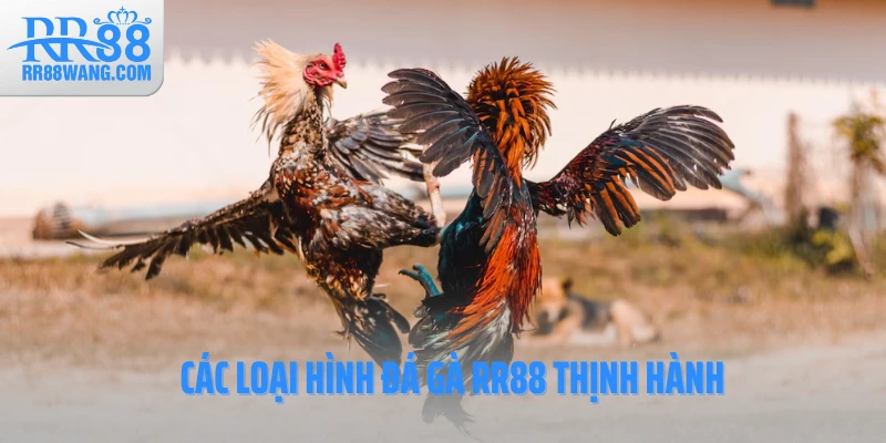 Các loại hình đá gà RR88 thịnh hành