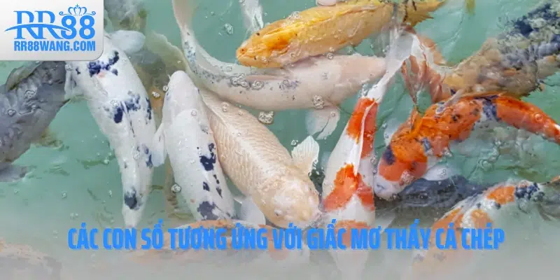 Các con số tương ứng với giấc mơ thấy cá chép