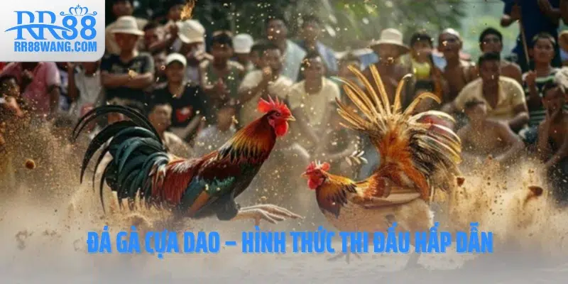 Ảnh đại diện đá gà cựa dao