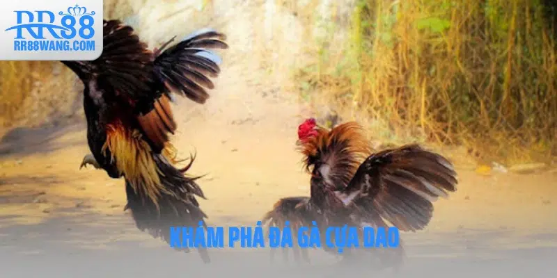 Khám phá đá gà cựa dao