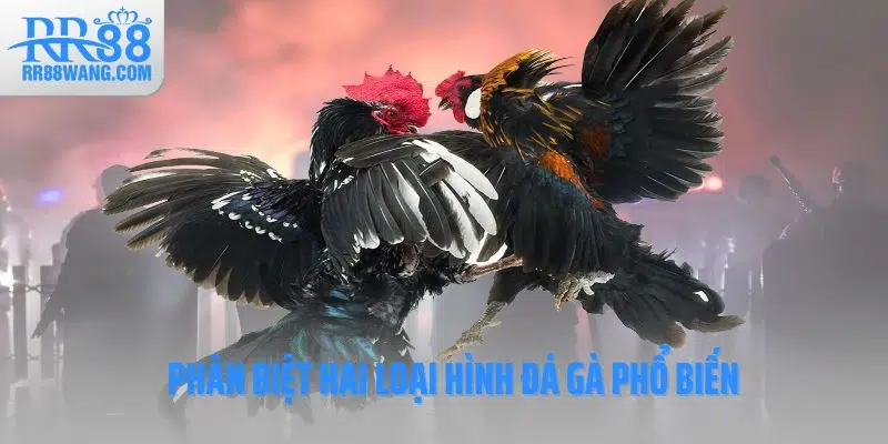 Phân biệt hai loại hình đá gà phổ biến Phân biệt hai loại hình đá gà phổ biến