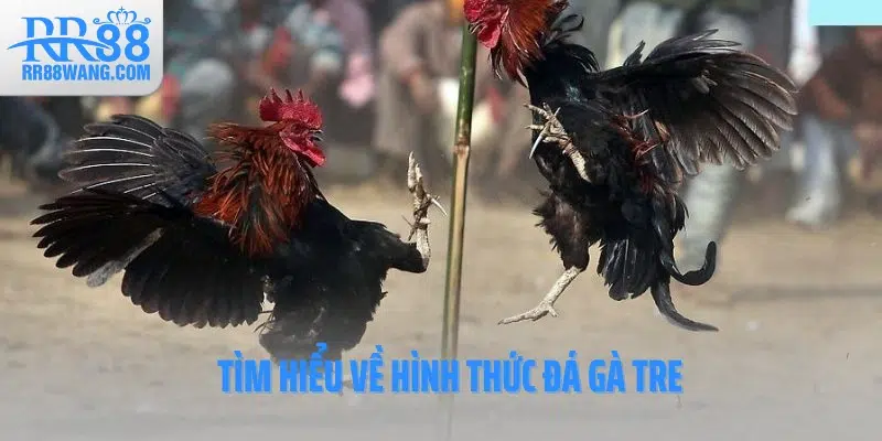 Tìm hiểu về hình thức đá gà tre Tìm hiểu về hình thức đá gà tre